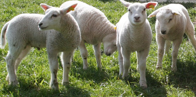 lamb-1374627-1919x953