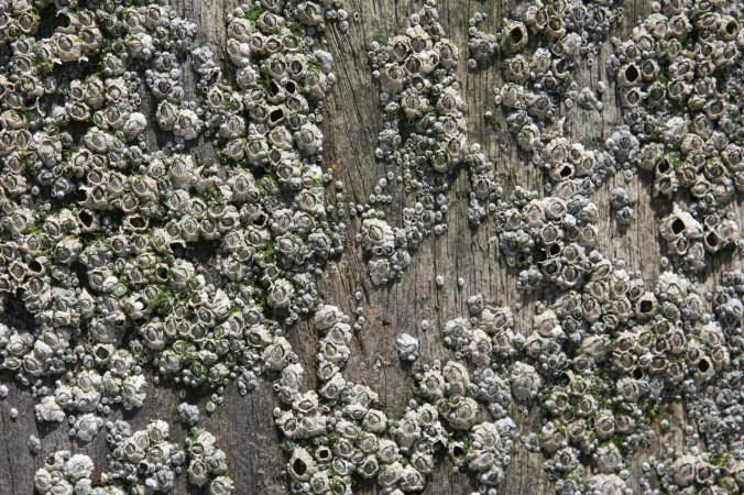barnacles and crustations